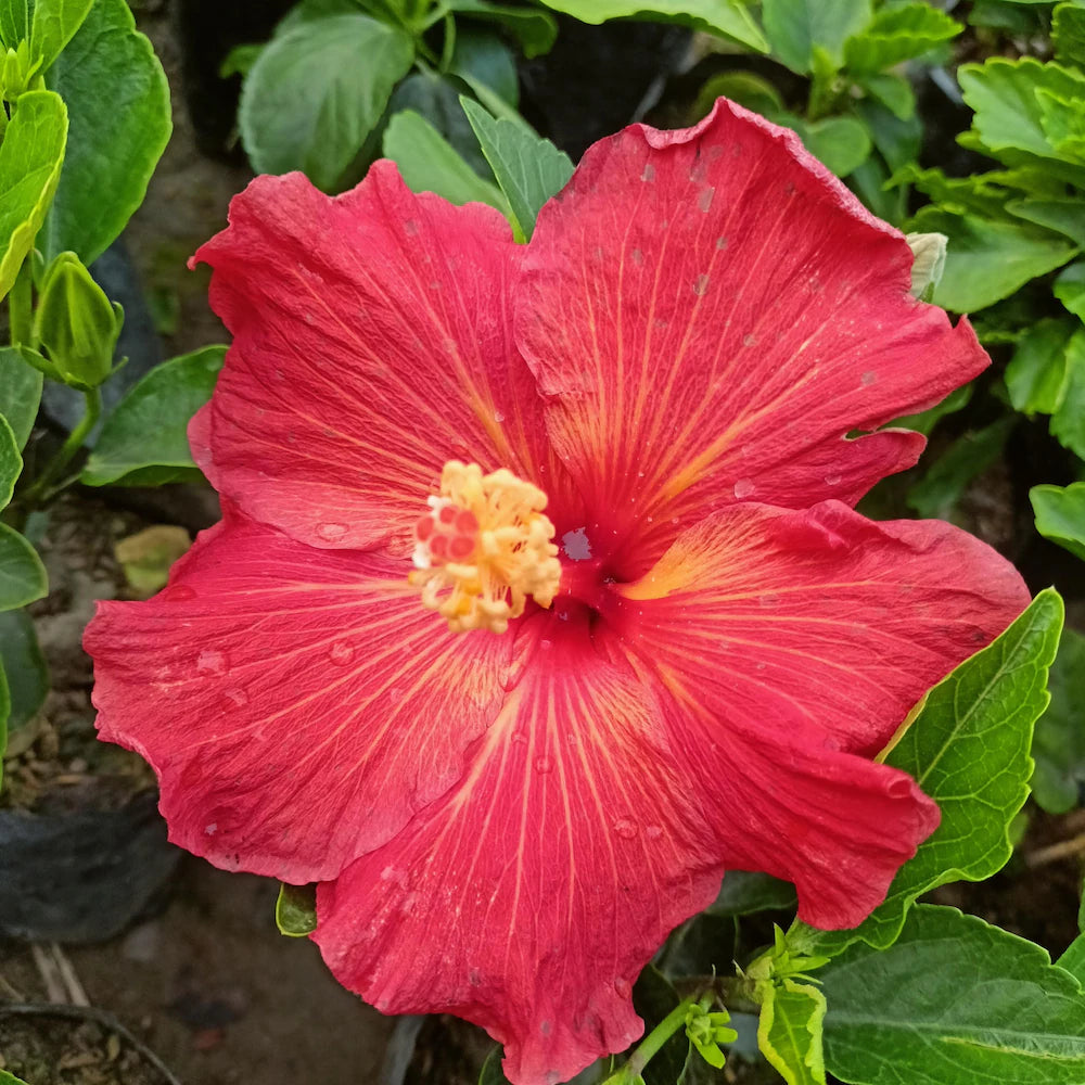 Hybrid American Hibiscus Flower Plant - Naturemart.online