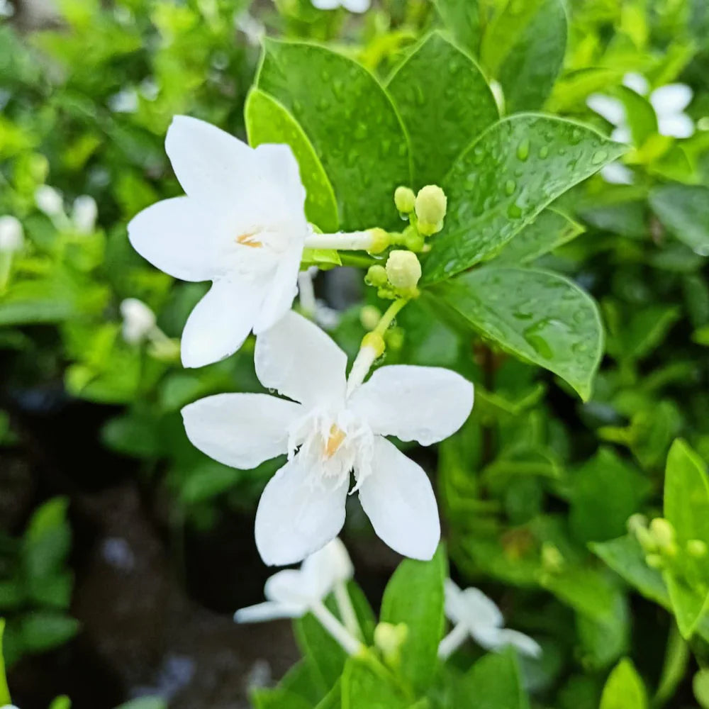 Bhutan Tagar Flower plant White colour - Naturemart.online