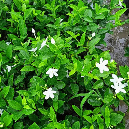 Bhutan Tagar Flower plant White colour - Naturemart.online