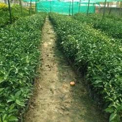 Nagpur Orange Fruit Plant-Grafted - Naturemart.online