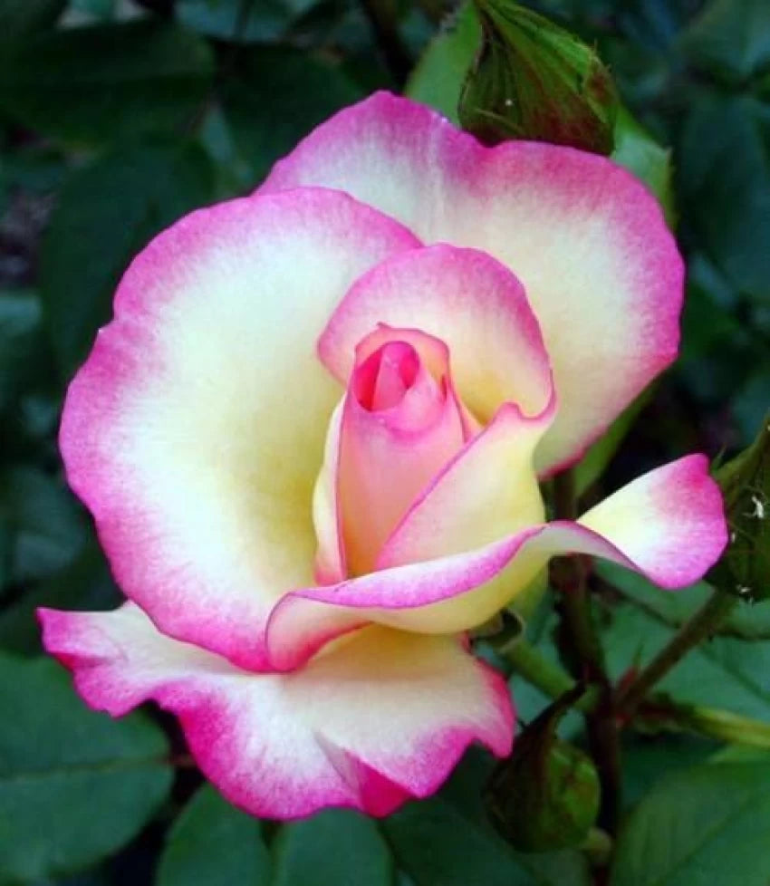 Colour Changing Rose Flower Plant - Naturemart.online