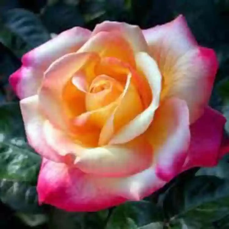 Hybrid Rose Grafted Plant (White) - Naturemart.online