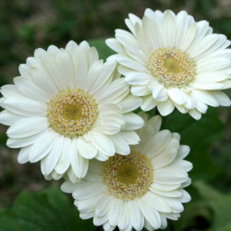 Gerbera Perennial Flower Plant (white) - Naturemart.online