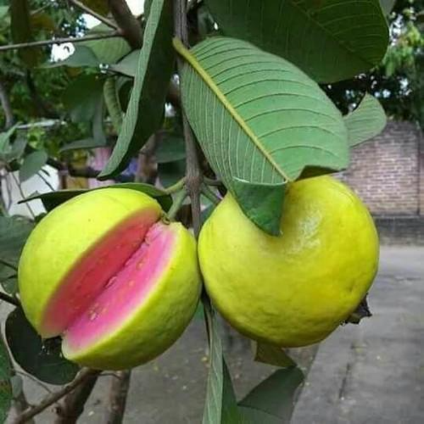 New Lalit Guava Fruit Plant - Naturemart.online