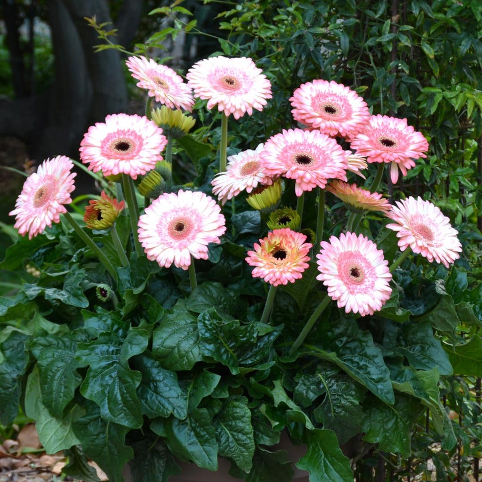 Gerbera Perennial Flower Plant (white shed) - Naturemart.online