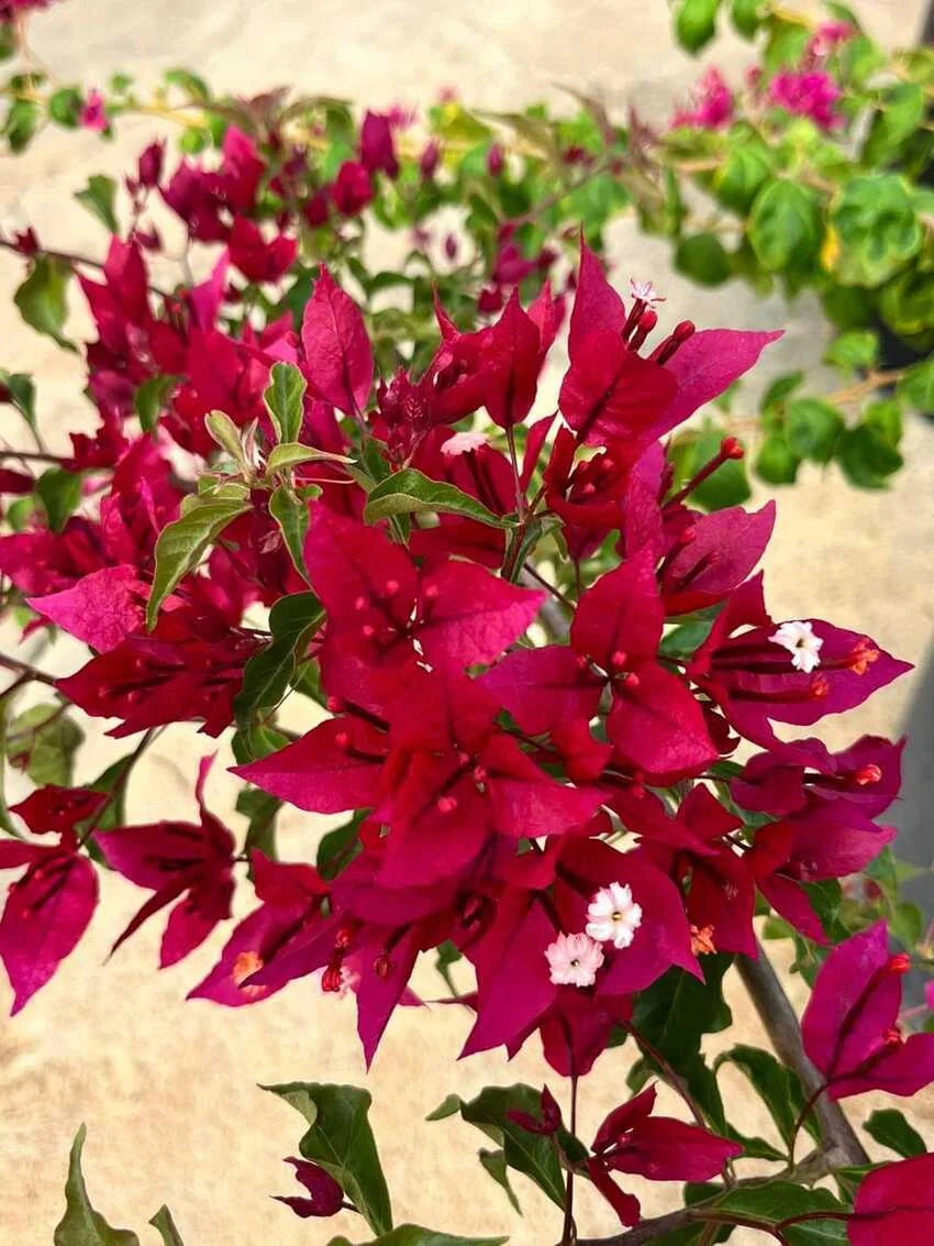 Ruby Red Bougainvillea flower plant