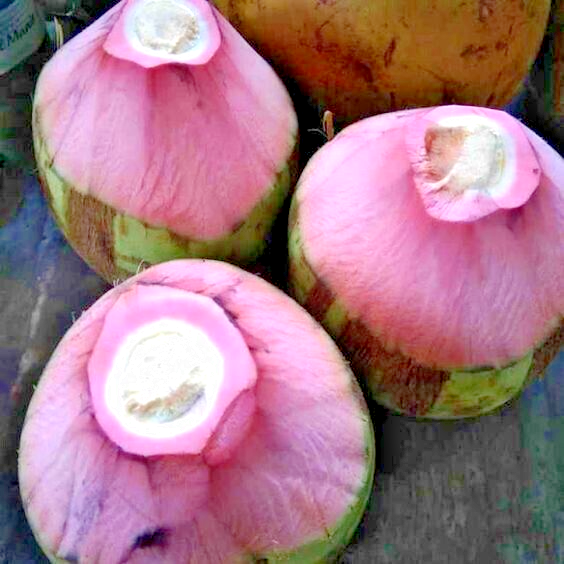 Thai Pink Coconut Fruit Plant