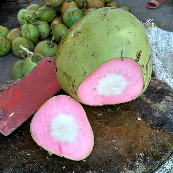 Thai Pink Coconut Fruit Plant
