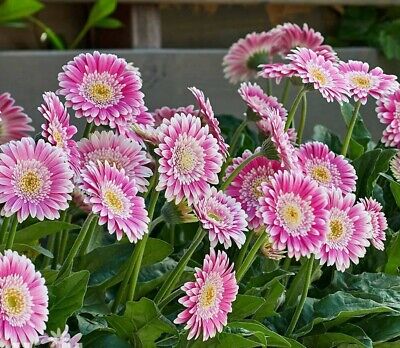 Gerbera Perennial Flower Plant (Purple Shed) - Naturemart.online
