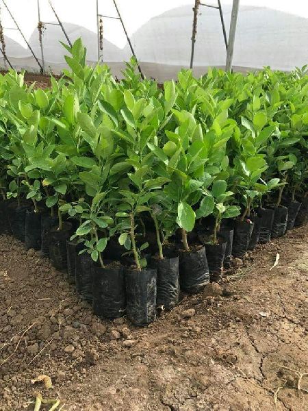 Seedless Lemon Fruit Plant-Grafted - Naturemart.online