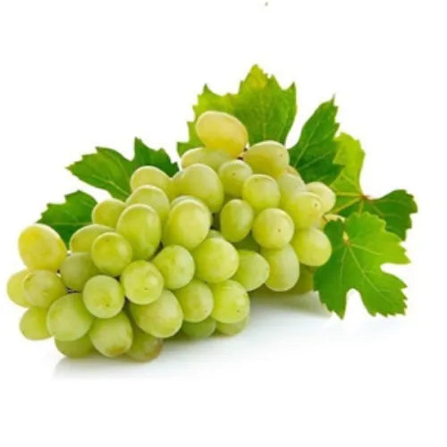 Thompson seedless grapes plant