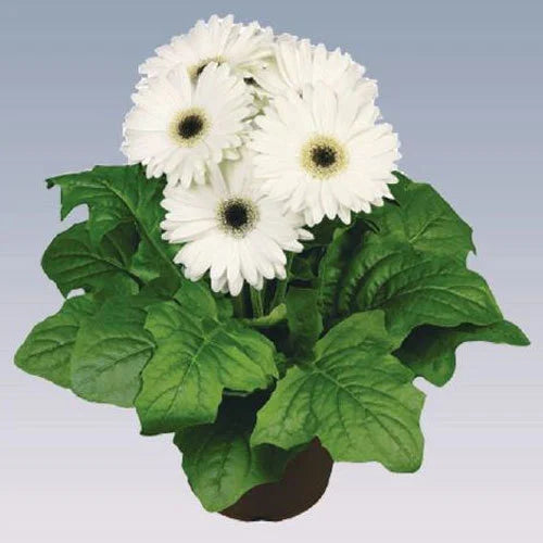 Gerbera Perennial Flower Plant (white) - Naturemart.online