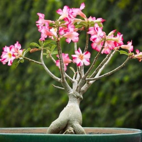 Adenium Plant