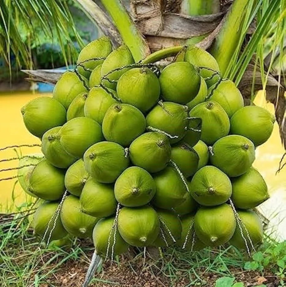 Coconut plant