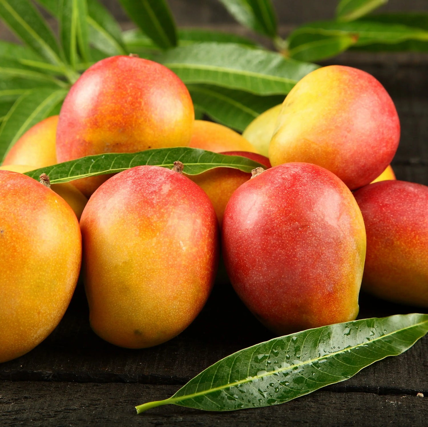 Mango Plants