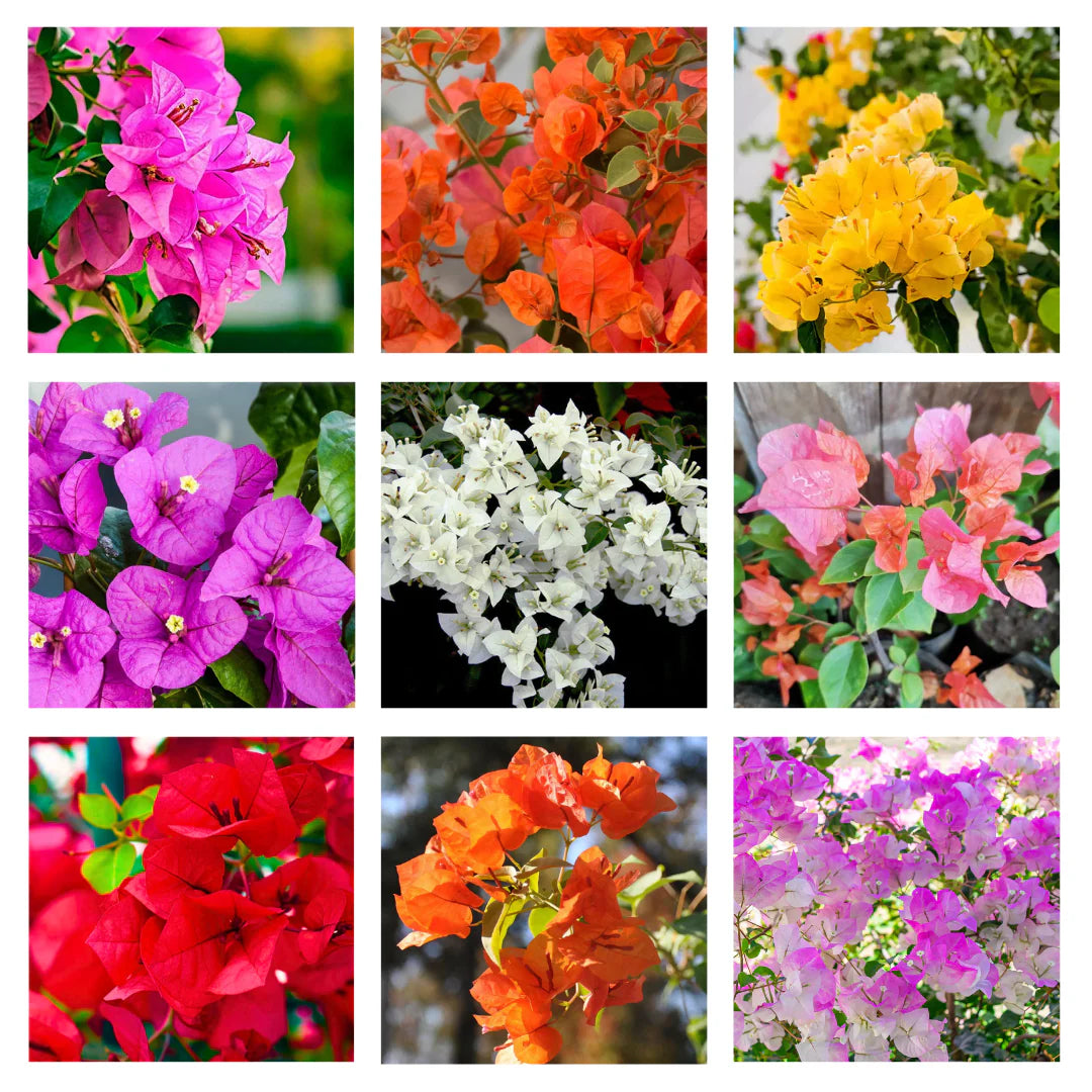 Bougainvallea Plants