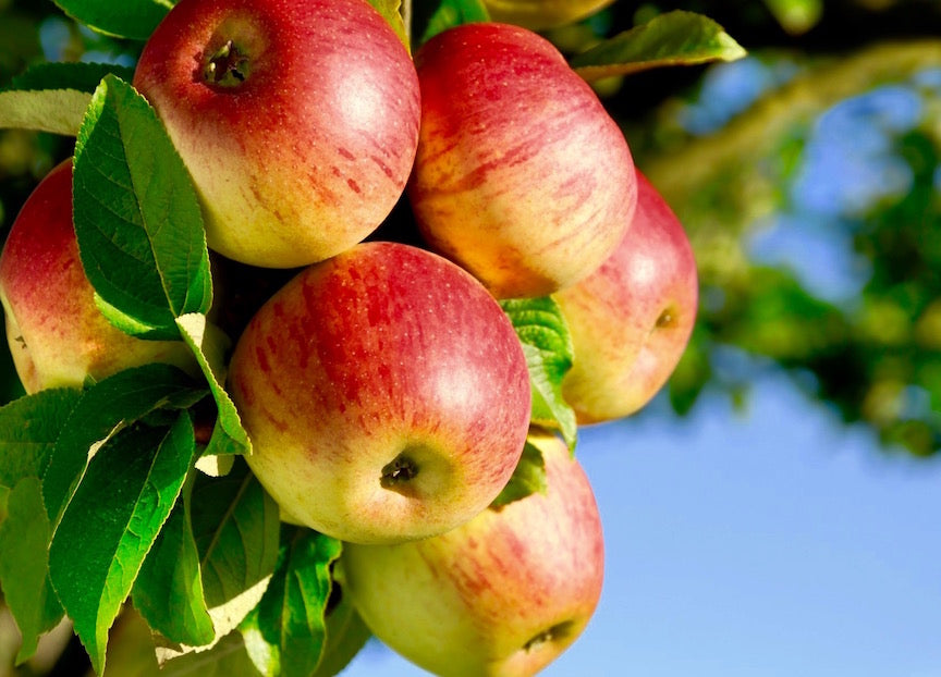 Fruit Plants