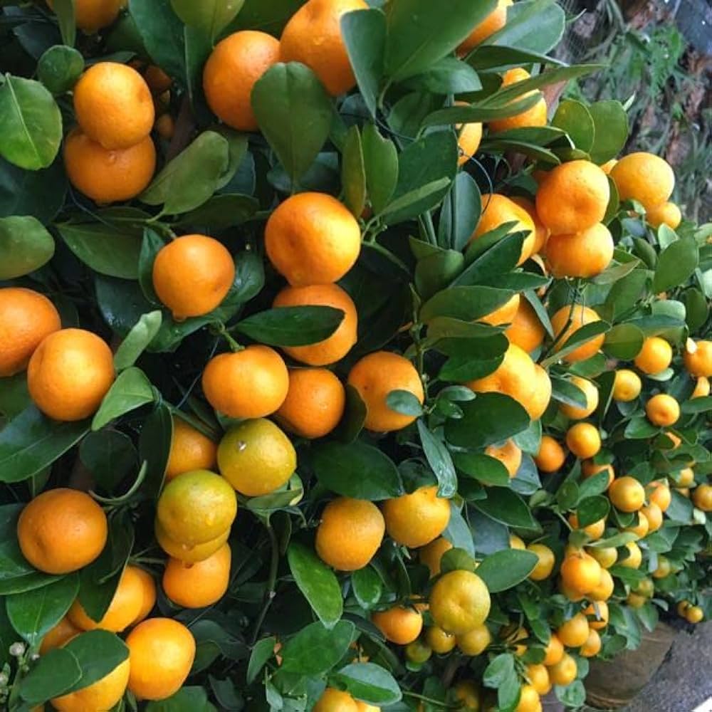 Orange Plants