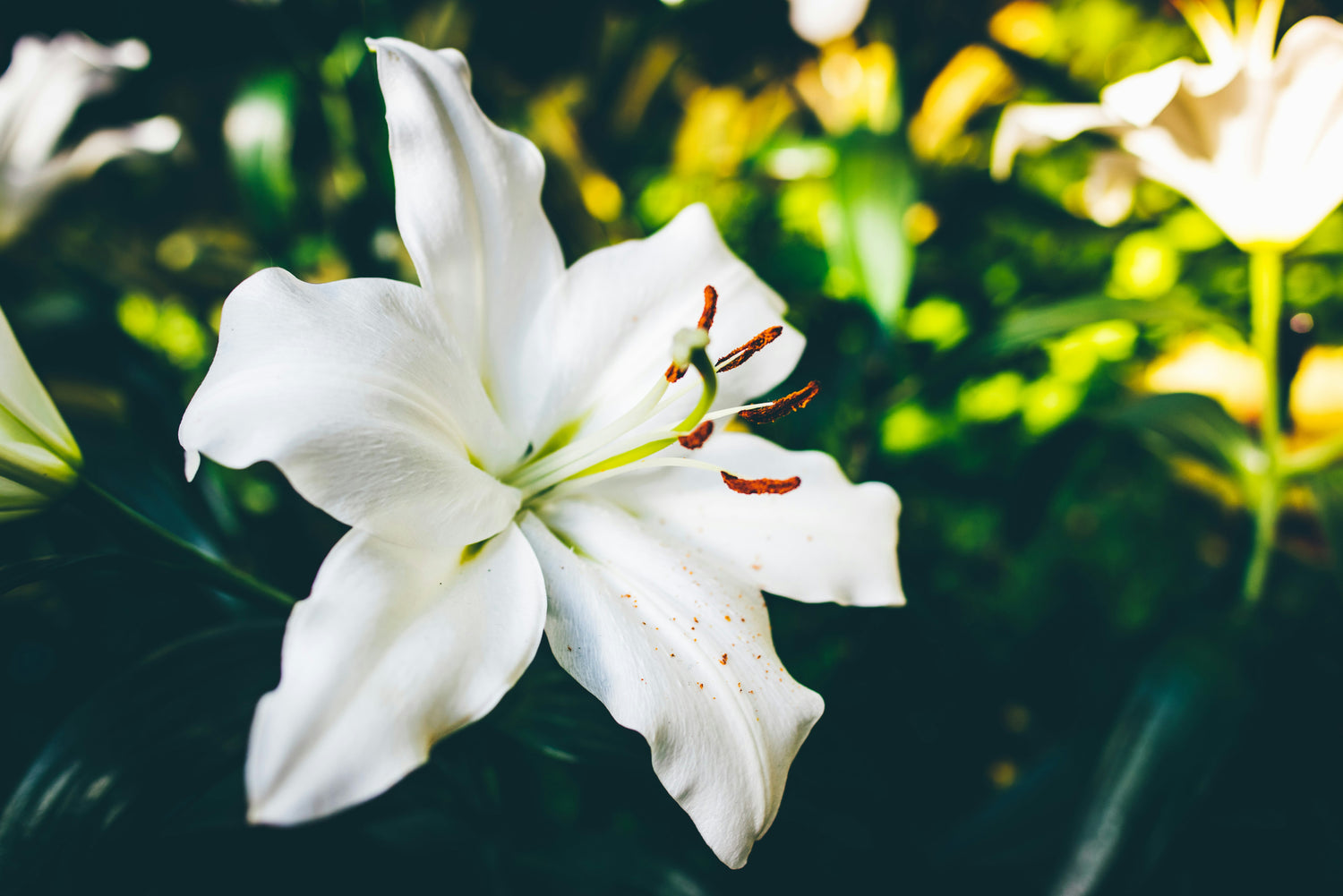 Outdoor plants