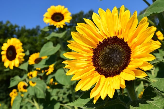 Summer Plants