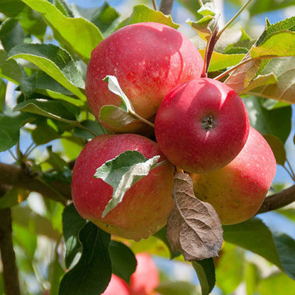 Apple Fruit Plant For Gardening - Naturemart.online