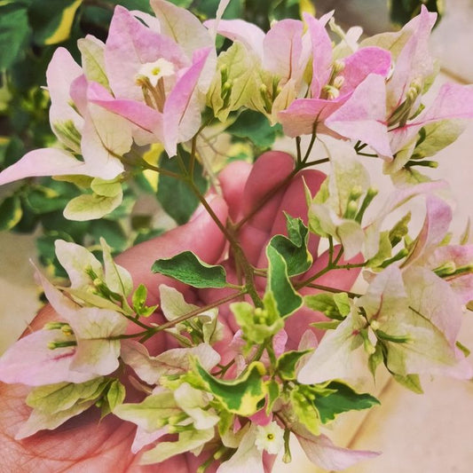 Buterfly Splash Bougainvillea Flower plant