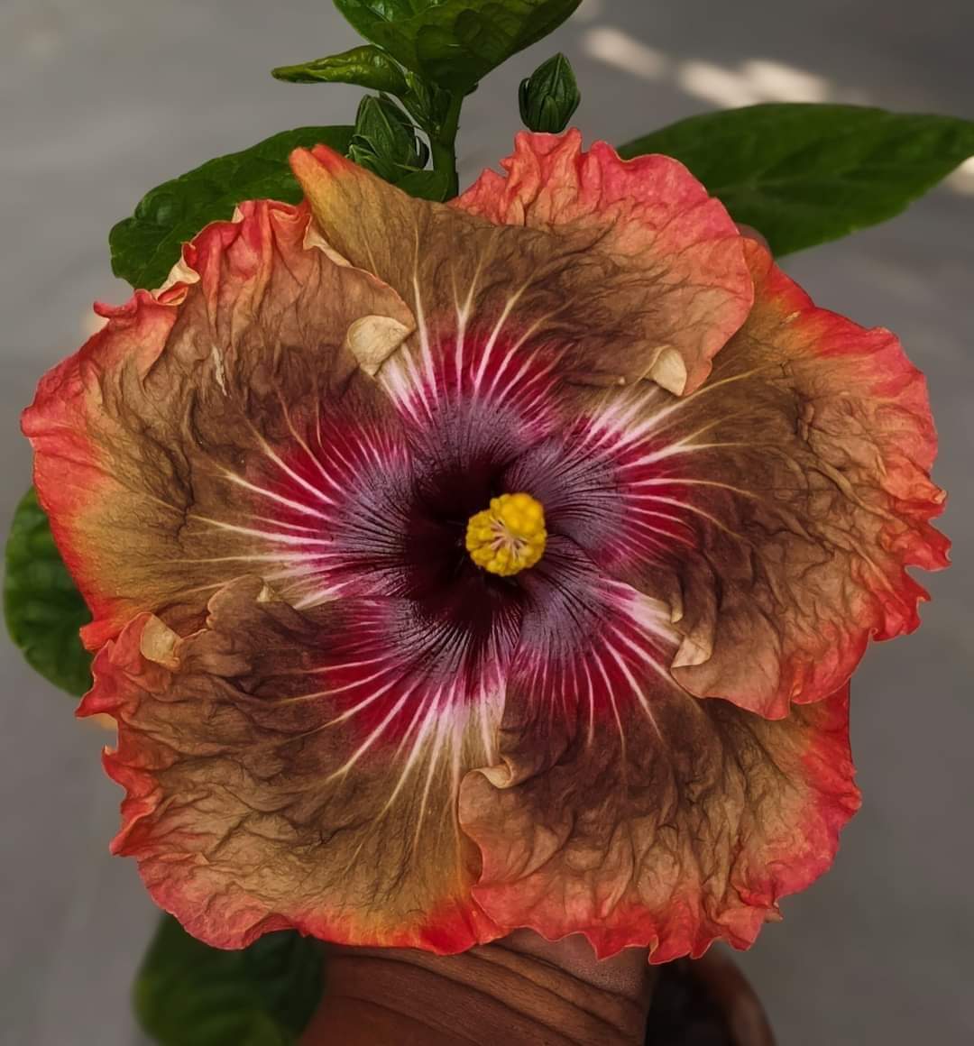 Hybrid American Hibiscus Flower Plant