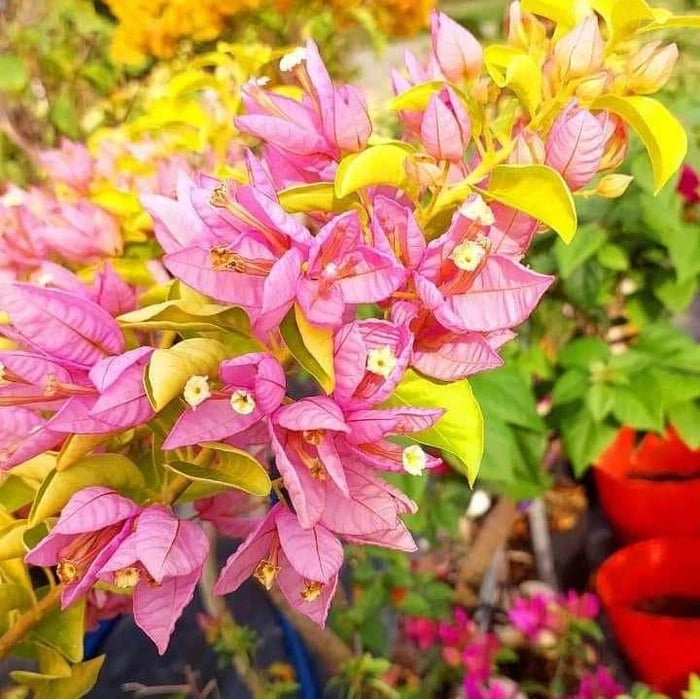 Moonlight Tanglong Bougainvillea flower plant