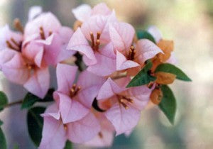 Bougainvillea flower plant for home garden