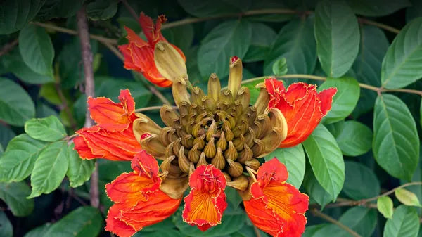 African Tulip Flower Plants