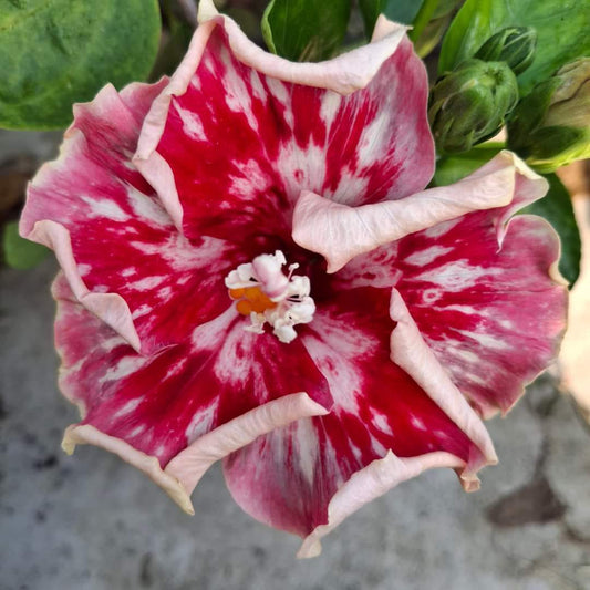 Austrelian Hibiscus Plant For Home Gardening