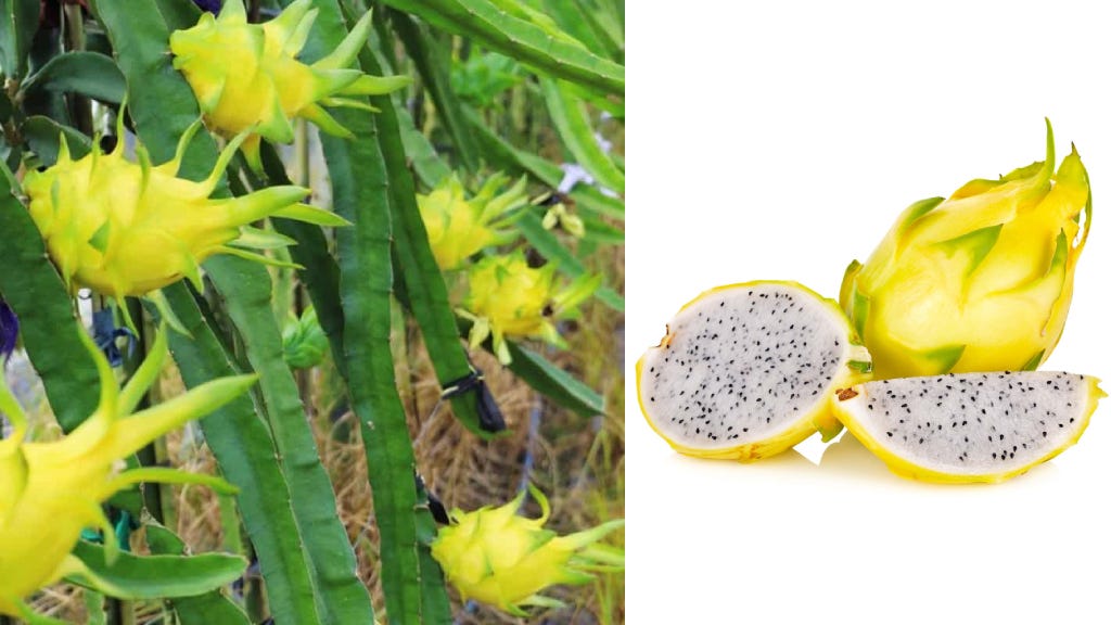 Yellow Colour  Dragon Fruit Plant - Naturemart.online