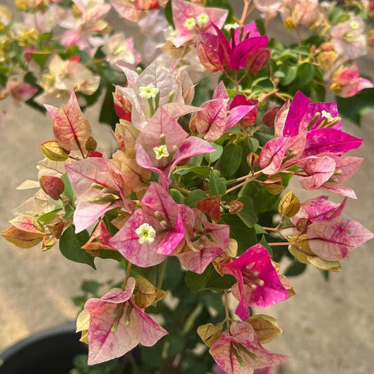 Golden Rao Bougainvillea flower plant
