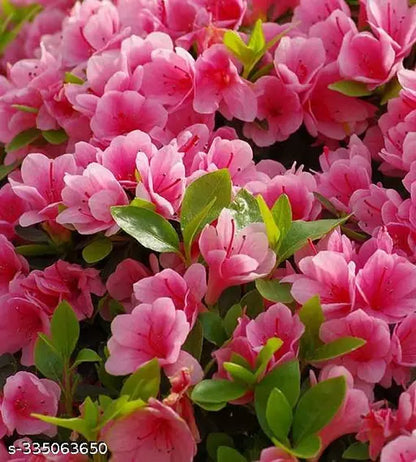 Azalea Flower Plant (Pink Colour) - Naturemart.online