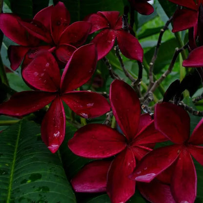 Plumeria/Blood Red | Frangipani Flower  Plant - Naturemart.online