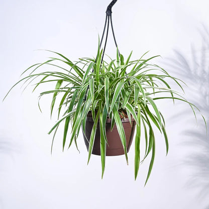 Spider Plant