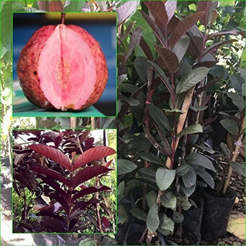 Out Side Red Guava Fruit Plant