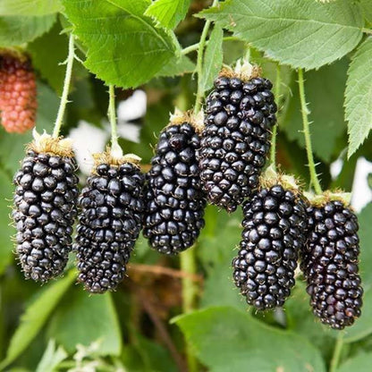 Blackberry Fruit Plant For Gardening - Naturemart.online