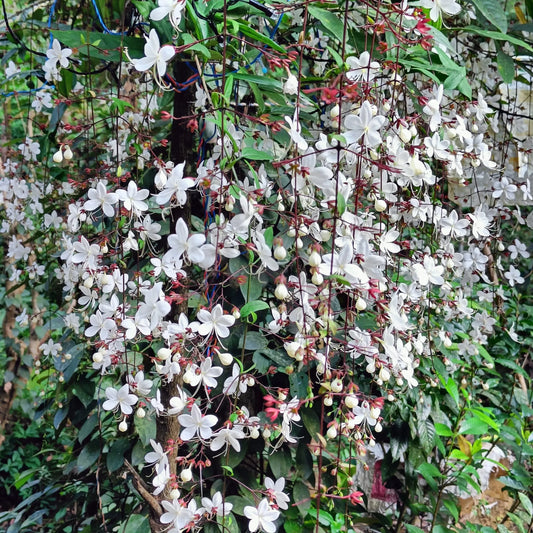 Chains of glory plant | Light bulbs plant | Clerodendrum smithianum starter plant