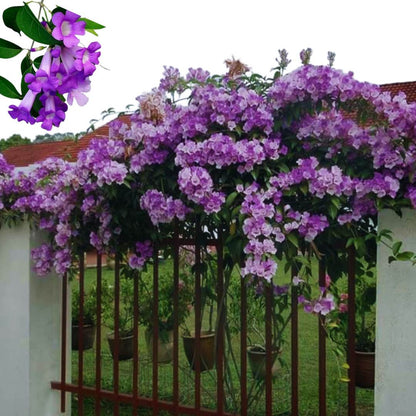 Garlic Vine   Flower Plant For Gardening - Naturemart.online