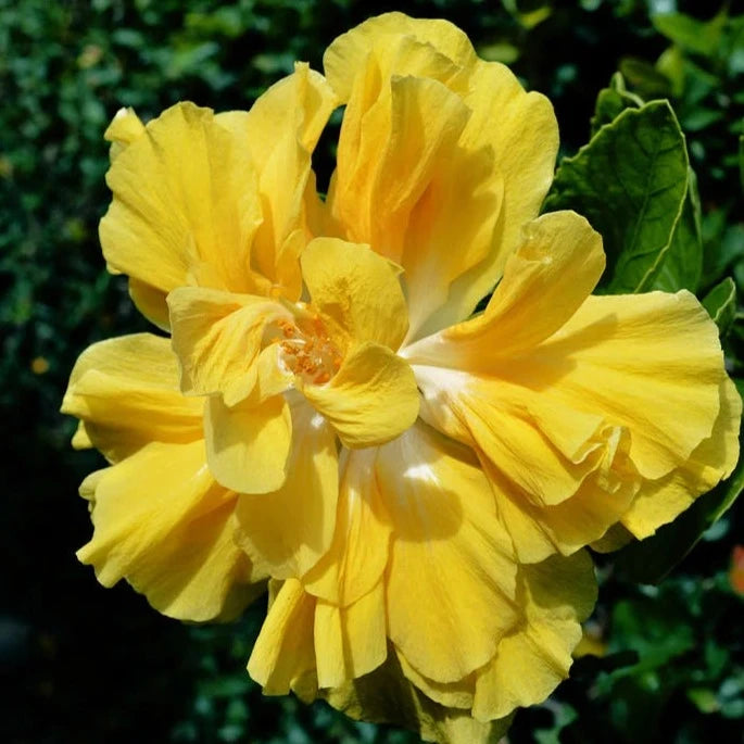 American Yellow Thoka Hibiscus Plant - Naturemart.online