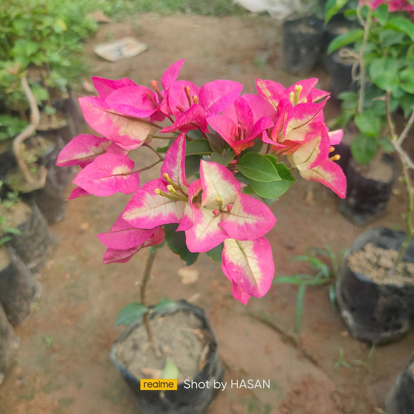 3 Star Bougainvillea flower plant