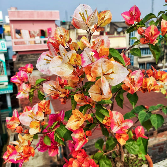 Golden Sunshine Bougainvillea flower plant