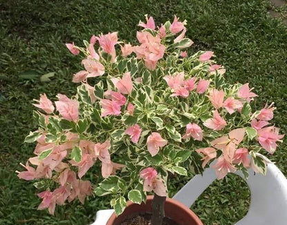 Sakura Belacan rare bougainvillea