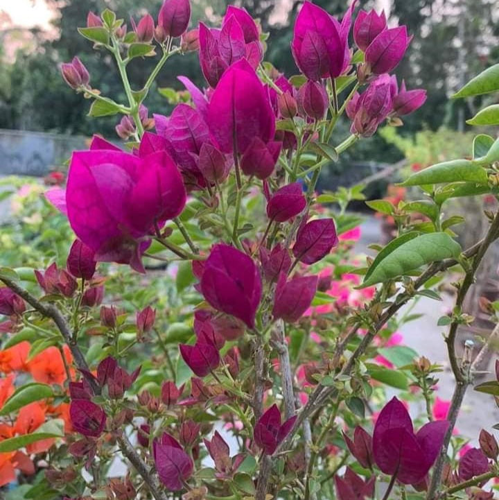 Dark One Bougainvillea flower plant