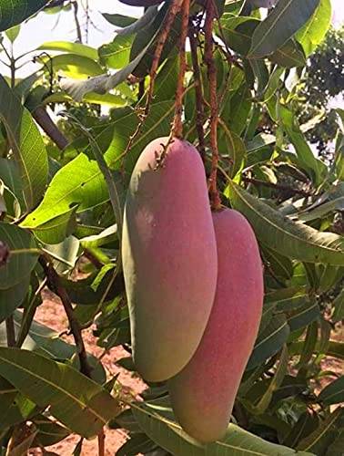 Red Banana Mango Fruit Plant - Naturemart.online