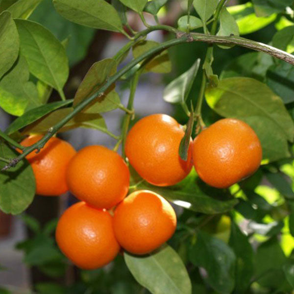 Mandarin Orange Fruit  Plant-Grafted - Naturemart.online