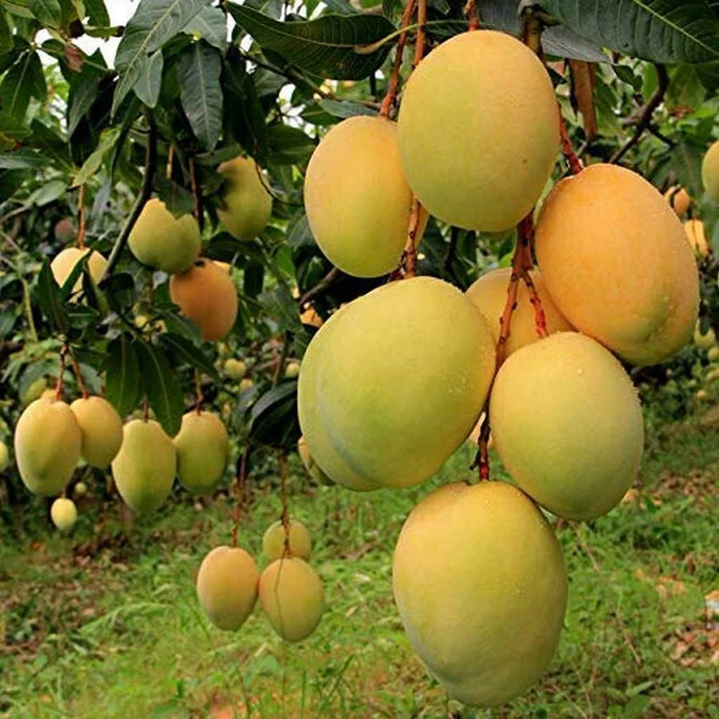 Grafted Bari-11 Mango Fruit  Plant - Naturemart.online