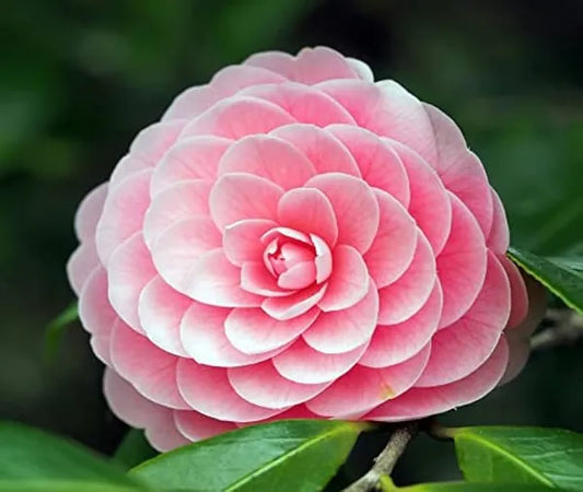 Exotit New Camelia Flowers Plant - Naturemart.online