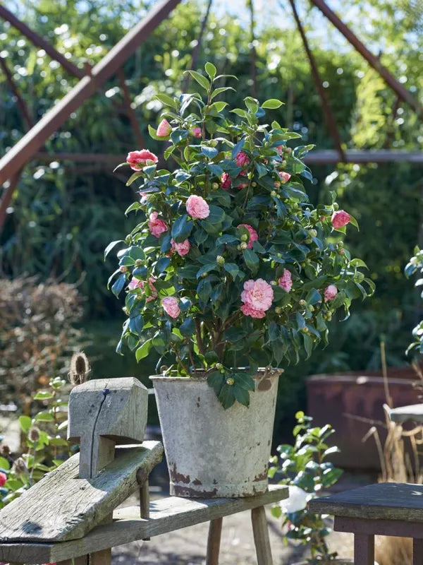 Exotit New Camelia Flowers Plant - Naturemart.online